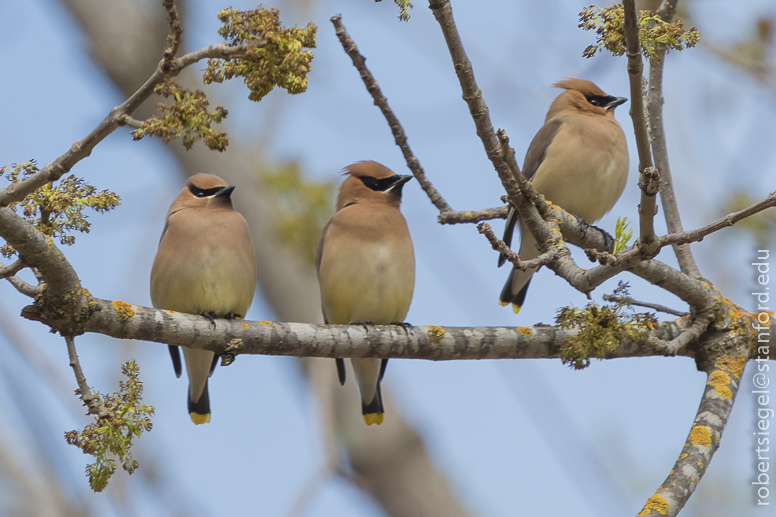 waxwing